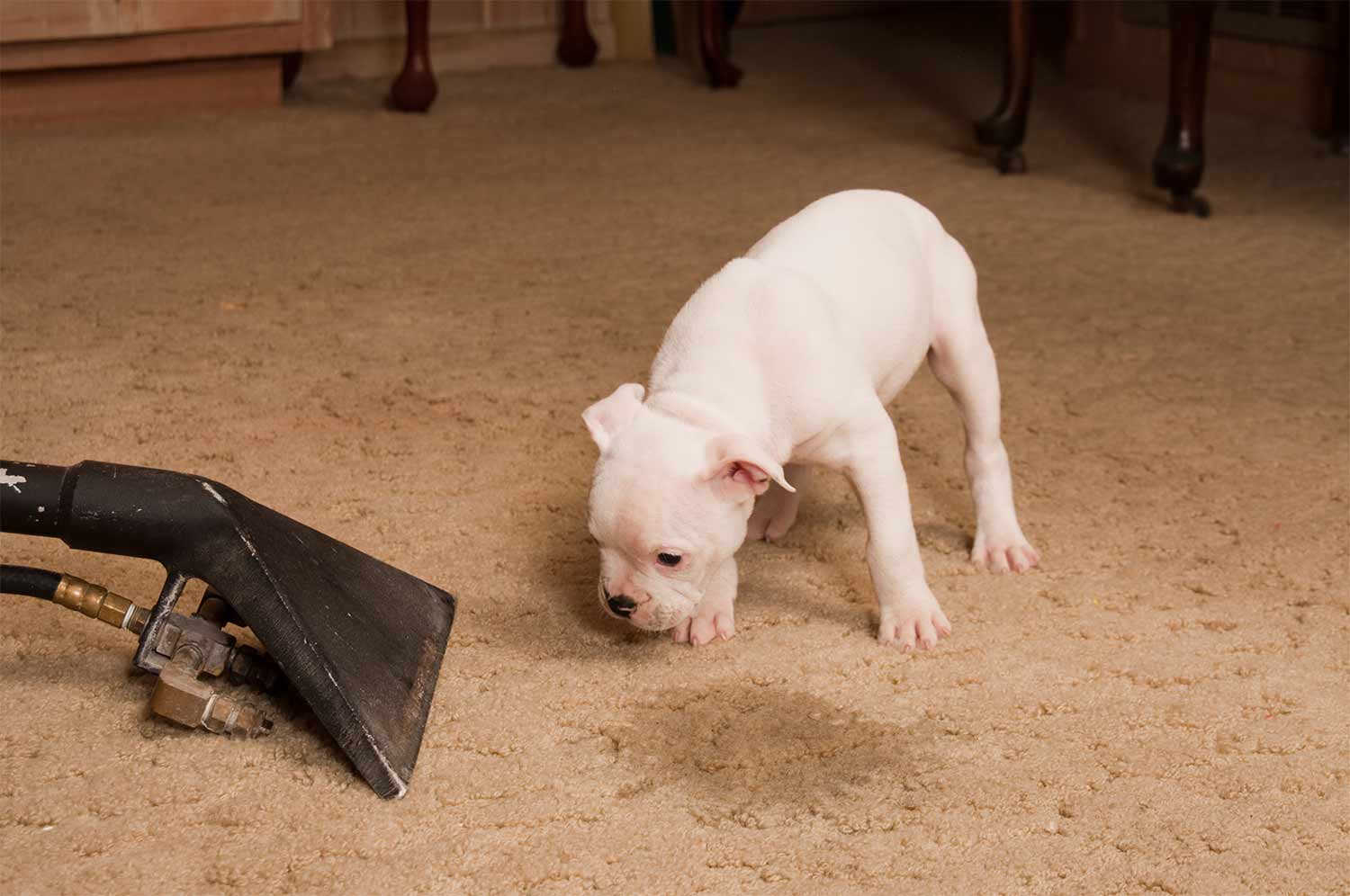 Rug Cleaning, Carpet Cleaning, Stain & Odor Removal and Rug Repairs